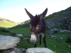 rando ane pyrenees lola